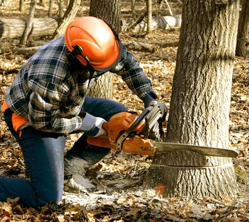 Tree Removal in Bentley, LA